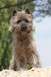 CAIRN TERRIER 183